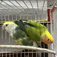 فروش طوطی کوتوله پاستیلی(رنگین کمانی)