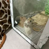 همستر باباکس شیشه ای