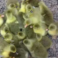 جوجه غاز ۳ روزه محلی نژاد دار