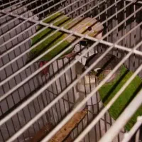 جفت نرماده جوان.طوطی گرینچیک|پرنده|خمینی‌شهر, |دیوار