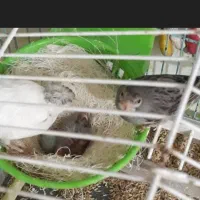 یک عدد قناری نر و دو عدد عروس هلندی سینامون|پرنده|اهواز, کیانپارس |دیوار