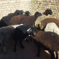 نر  نگهداشت|حیوانات مزرعه|هشتگرد, طاووسیه|دیوار