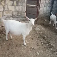 فروش بز سانن