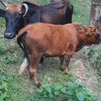 گاو و گوساله