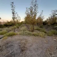 باغ رو به رو کویرتایر