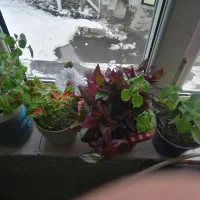 گل و گیاه|گل و گیاه طبیعی|دهگلان, |دیوار