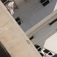 کبوتر