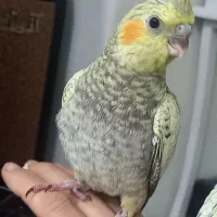 یک عدد جوجه عروس هلندی ۱ ماه