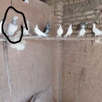 کبوتر|پرنده|شاهین‌شهر, گزبرخوار|دیوار