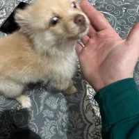 سگ پامر|سگ|قدس, شهرقدس|دیوار