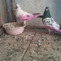 کبوتر تکپر|حیوانات|نگین شهر, |دیوار