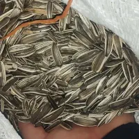 تخمه آفتاب گردان