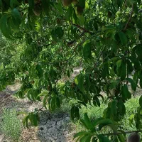 فروش باغ جاده اخلمد(روستای رضاآباد سرهنگ)|فروش زمین و ملک کلنگی|مشهد, یاس|دیوار