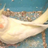 عروس لیمویی نر