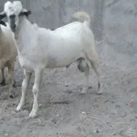 نری سومال با کهره ماده|حیوانات مزرعه|بندرعباس, |دیوار