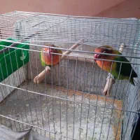 سلام طوطی گم شده