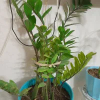 گل زامفولیا