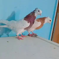 کبوتر طوقی کاکلی نروماده جفتی