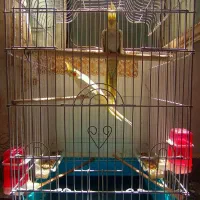 یک جفت عروس هلندی