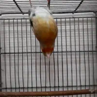 سهره قناری ماده سرخ ، جوان و زیبا|پرنده|تهران, نازیآباد|دیوار