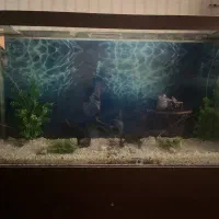 آکواریوم|ماهی|فردیس, شهرک وحدت|دیوار