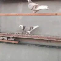 کفتر|پرنده|پردیس, فاز ۲|دیوار