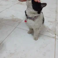 فروش گربه ی چشم یاقوتی