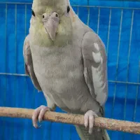 عروس هلندی|پرنده|تربت جام, والفجر|دیوار