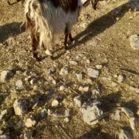 بز  کوردی|حیوانات مزرعه|کارزان, |دیوار