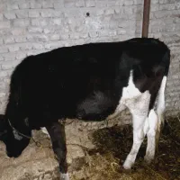 گوسال  ماده ۲ساله