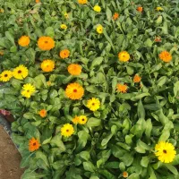 نهالهای جریمه ای برای شهرداری|گل و گیاه طبیعی|تهران, بوستان سرخه حصار|دیوار