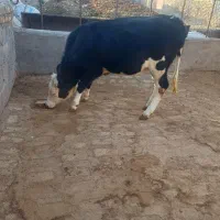 یک راس گوساله سیمنتال سیاه ماده اصل