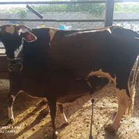 گاو گوساله