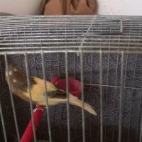 یک جفت قناری|پرنده|کاشان, قطب راوندی|دیوار