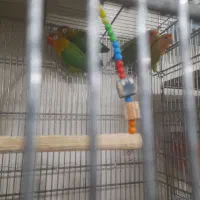 خرید فروش انواع پرنده زینتی|پرنده|سیرجان, |دیوار