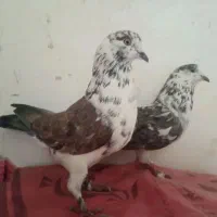 کبوترپرشی|پرنده|قم, ولیعصر|دیوار