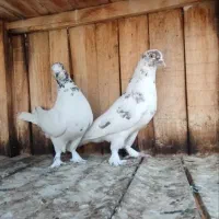 کفتر پرشی|پرنده|قم, نخودی|دیوار