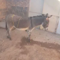 الاغ فروشی|حیوانات مزرعه|همایجان, |دیوار