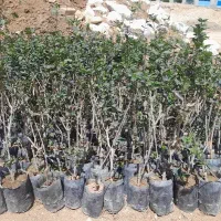 گل شمشاد مخصوص حصار کشی باغ