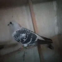 کبوتر شامی ماده|پرنده|قوچان, |دیوار