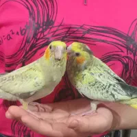 ۲تا جوجه عروس هلندی خوش رنگ و کامل دستی