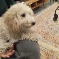 سگ نژاد پودل اصل|سگ|شیراز, ارم|دیوار