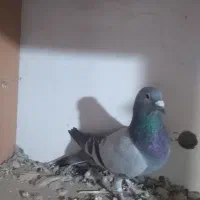 کبوتر پلاکی