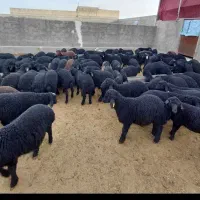 بره شال و افشاری