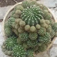 کاکتوس