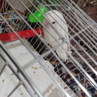 فروش طوطی برزیلی