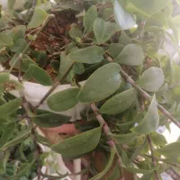 گل طبیعی وسرحال۱۰۰|گل و گیاه طبیعی|بروجرد, |دیوار