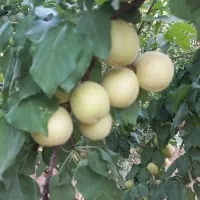 زردالو
