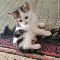 گربه میکس پرشین و بریتیش