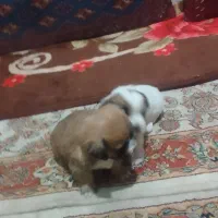 توله سگ تریر